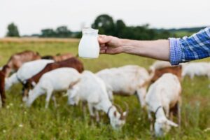 Susu Kambing Etawa Aman Untuk Penderita Lambung