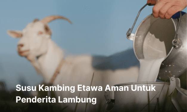 Apa Susu Kambing Etawa Aman Untuk Penderita Lambung ?
